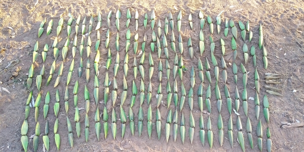  Seed pods from one vine